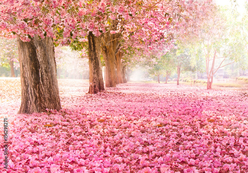 Falling petal over the romantic tunnel of pink flower trees / Romantic Blossom tree over nature background in Spring season / flowers Background