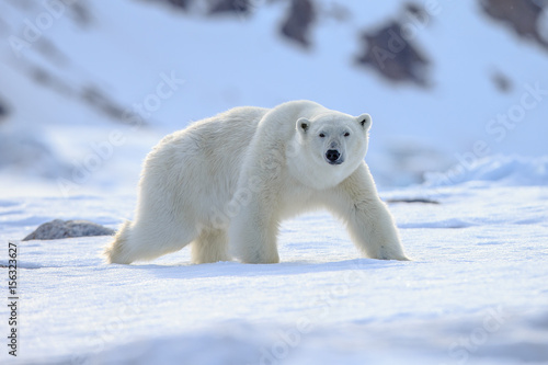 Polar bear of Spitzbergen (Ursus maritimus)