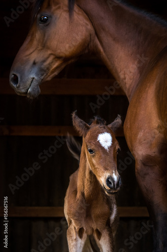 Momma and Baby Horse