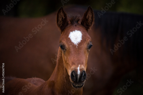 Baby Horse