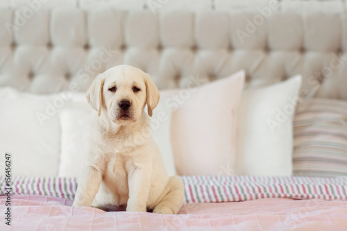 Labrador puppy sit on the bed