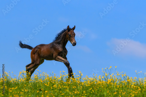 Warmblood foal running over a pasture
