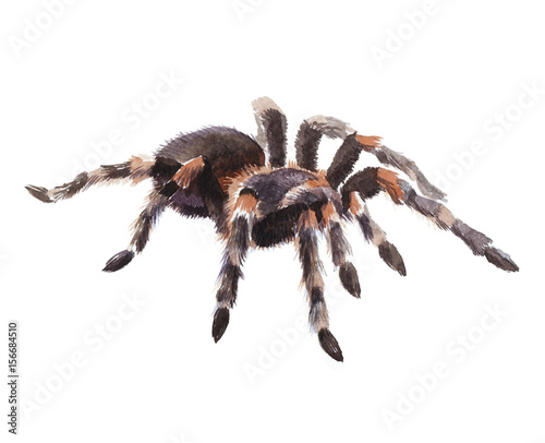 Watercolor single tarantula insect animal isolated on a white background illustration.