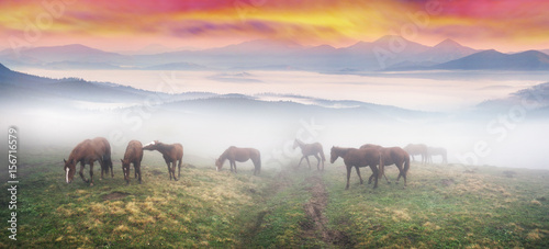 Horses in the fog at dawn