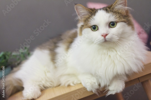 Cute Munchkin cat in white and brown hair color