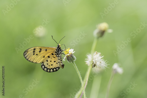 Butterfly sucking nectar from yellow flowers .