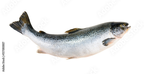 Salmon fish isolated on white without shadow