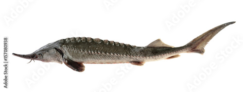 Fresh sturgeon fish isolated on white without shadow