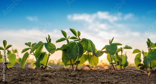 Small soybean plants growing in row
