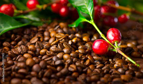 Coffee. Real coffee plant with red beans on roasted coffee beans background 
