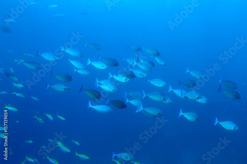 School of Unicorn fish school (Naso Brevirostris) at blue background ,These fish are found throughout the Indo-Pacific region. Pulah Weh , Indonesia