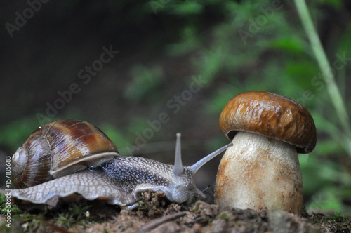 Big snail and cap mushroom in forest. Boletus edulis mushroom and snail on rain in woods