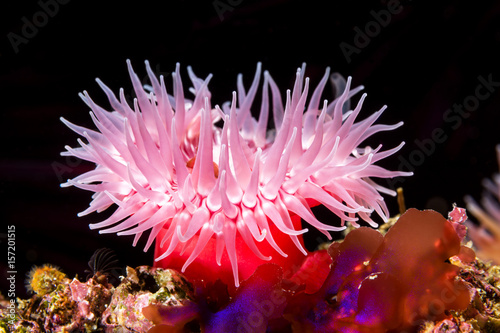 Red sea anemone on reef