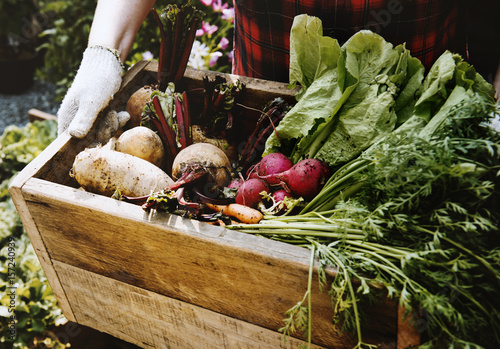 Gardener with organic fresh agricultural product