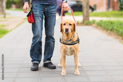 Guide dog is helping a blind man