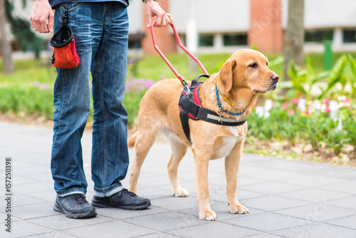 Guide dog is helping a blind man