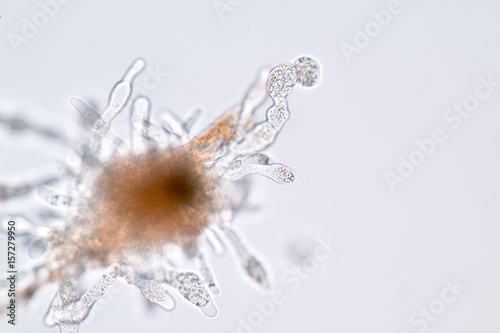 Amoebae move and feed by using pseudopods, which are bulges of cytoplasm formed by the coordinated action of actin microfilaments pushing out the plasma membrane that surrounds the cell.