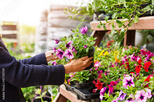 kobieta wybiera kwiaty petunii w szkółce roślin ogrodowych