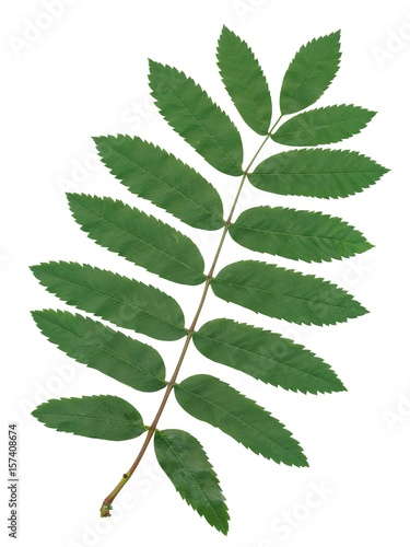 green leaf of rowan tree isolated