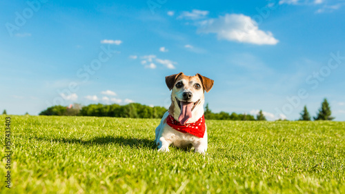 Playful pet Jack russel terrier lying on green grass. Summer active leisure moments