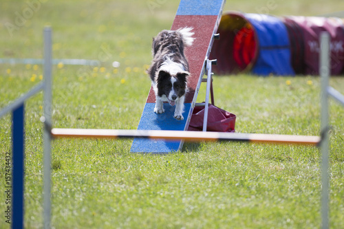 Dog agility sports in the outdoor field. on a sunny day. The dog breed is border collie.