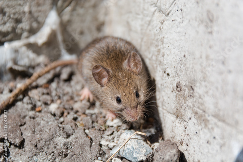 wild mouse. the mouse runs on a grass. gray mouse.