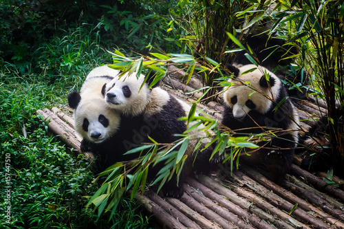 Pandas enjoying their bamboo breakfast in Chengdu Research Base, China