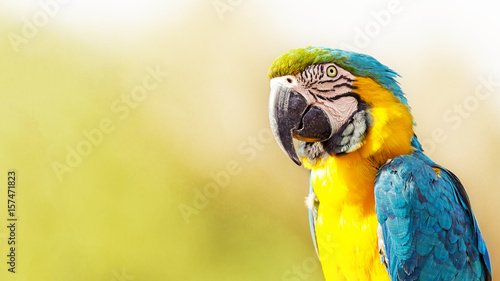 Blue and Yellow Macaw With Copy Space