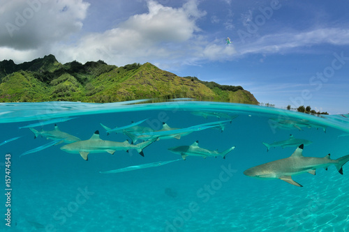 Moorea - Haapiti (Polynésie Française) : requin pointe noire nageant dans le lagon...