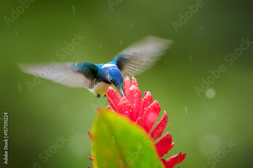 Isolated, bright blue and green hummingbird, White-necked Jacobin,Florisuga mellivora feeding on red ginger flower with raindrops, Alpinia purpurata,against abstract green background. Front view.