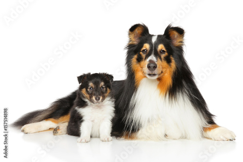 Shetland Sheepdog father and son