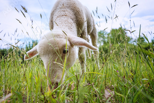 white lamb eating - standing on the grass (meadow)