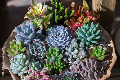 succulent plants