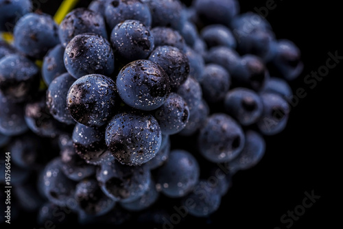 grape vines isolated , water drops ,macro shot , black background , ideal grapes bunch , closeup