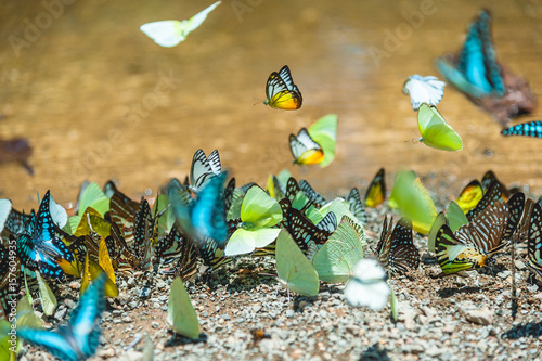 Group of butterflies puddling on the ground and flying in nature, Thailand Butterflies swarm eats minerals in Ban Krang Camp, Kaeng Krachan National Park at Thailand
