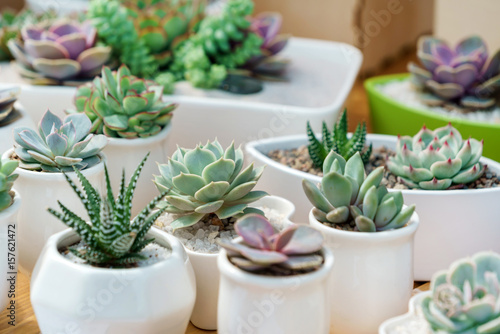 succulent plants