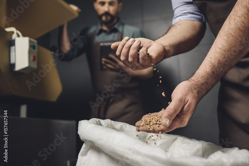 Brewery worker inspecting grains