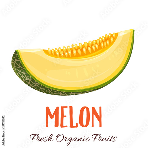Vector melon illustration