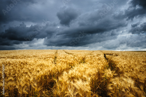 Wavy Wheat Fields