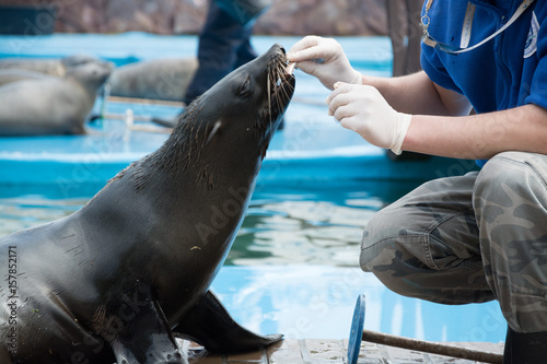 Seal receives food