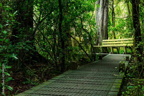 View of a trail inside a forest park in Christchurch New Zealand - rest space