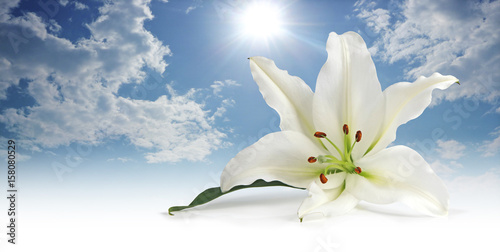 Pure white Lily against a sunny blue sky - lily head in foreground with fluffy clouds and sunny blue sky behind 