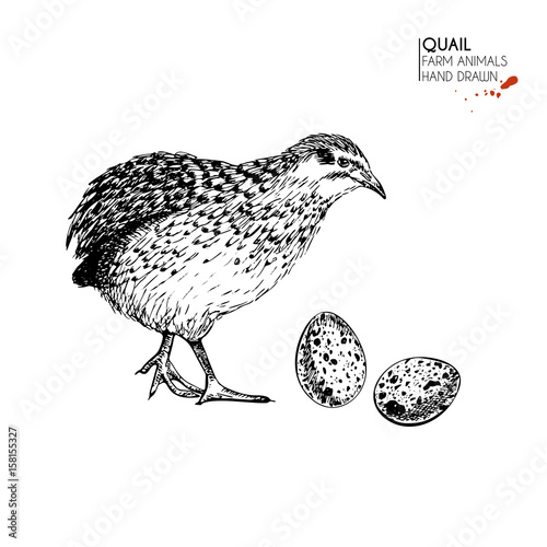 Vector hand drawn set of farm animals. Isolated quail bird and eggs. Engraved art. Organic sketched farming birds.