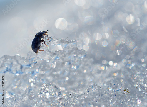 Beetle as a rock climber climbs on ice hummocks.