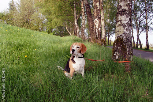 Beagle Hund angeleint an Birke