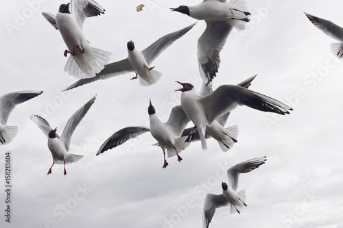 Group of black-headed seagull on sky background