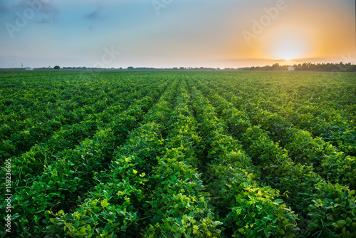 Green bean crop field on the farm before the harvest at sunset time. Agricultural industry farm groving genetically modefided food on field.