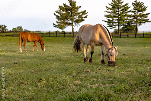 Pony wearing a grazing muzzle