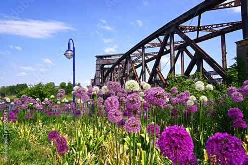 Magdeburg, historische Eisenbahnbrücke, Hubbrücke, Elbe, Sachsen Anhalt, Allium, Elberadweg, Frühling, Wolken, Fluss