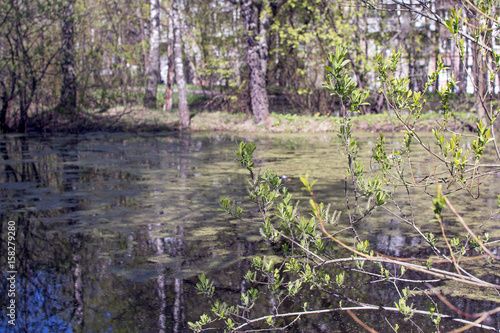 natural swamp pond
